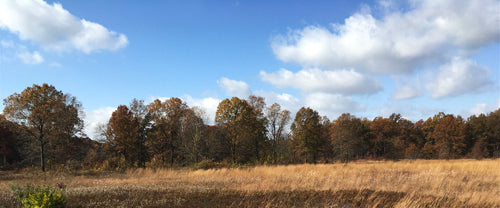 Open field scenic backdrop. Brown grass field with tress and blue sky.