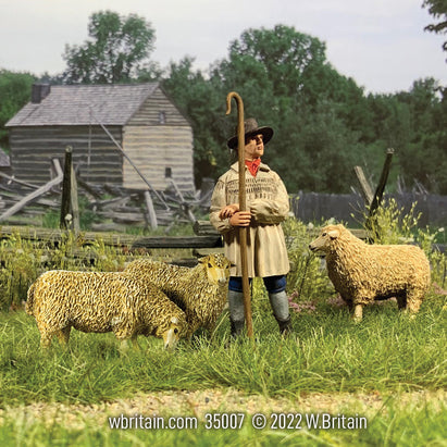 Shepherd with Three Sheep. In a field of grass.