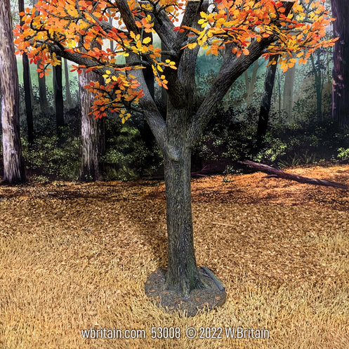 Old Growth Oak Tree Autumn