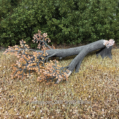 Fallen Old Growth Oak Tree with Stump