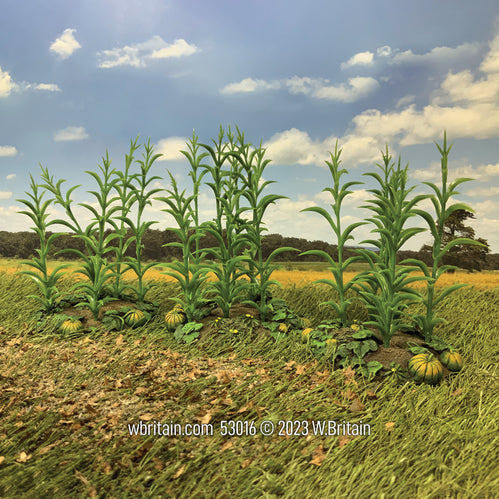 Collectible scenic 18th-19th Century Summer Corn. Seen in the field.